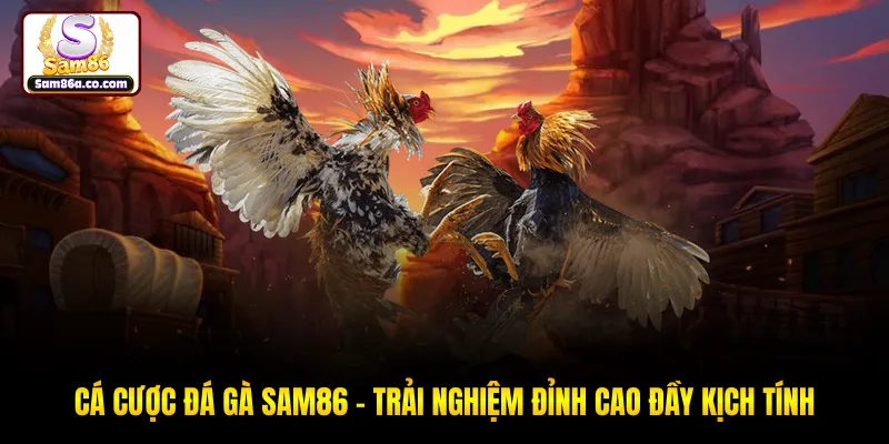 Cá Cược Đá Gà SAM86