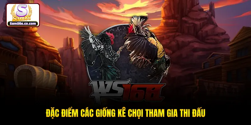Đặc điểm các giống kê chọi tham gia thi đấu