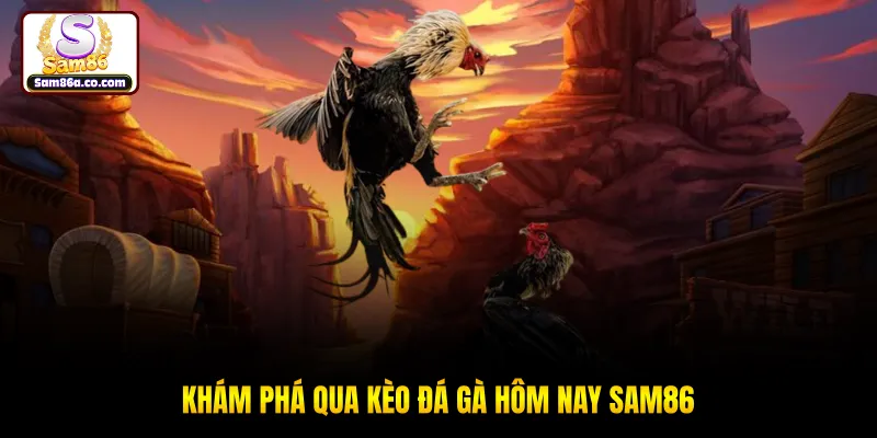Khám phá qua kèo đá gà hôm nay SAM86